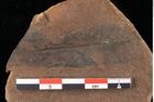Foto (Detailansicht) von Sphaeria interpungens Heer (NHMW-GEO-2024-0188-0022)